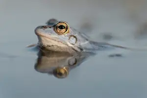 Arvalis: Moor Frog