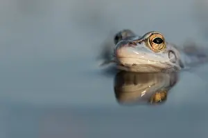Arvalis: Moor Frog