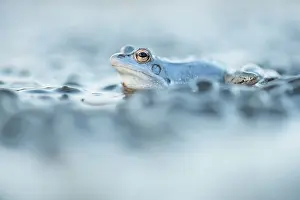 Spawn: Moor Frog