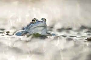 Bokeh: Moor Frog