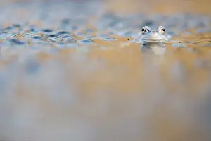 Spawn: Moor Frog