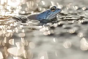 Bokeh: Moor Frog
