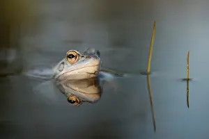 Arvalis: Moor Frog