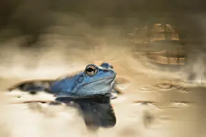 Arvalis: Moor Frog