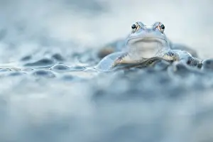 Spawn: Moor Frog