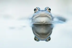Limburg: Moor Frog