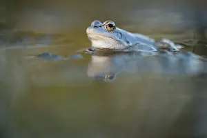 Limburg: Moor Frog