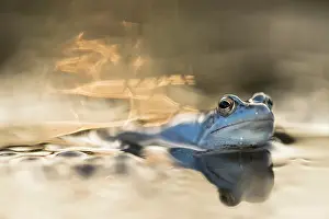 Limburg: Moor Frog
