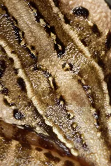 Limburg: Moor Frog