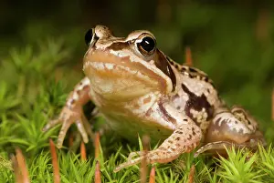 Limburg: Moor Frog