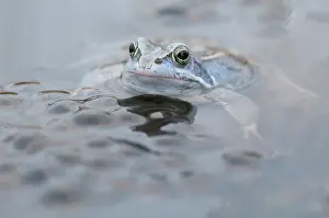 Froschlurch: Moor Frog