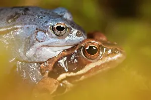 Copula: Moor Frog