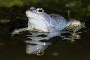 Spawn: Moor Frog