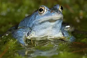 Froschlurch: Moor Frog