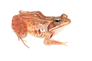 Limburg: Moor Frog