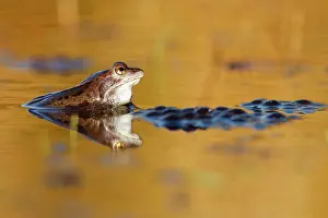 Spawn: Moor Frog