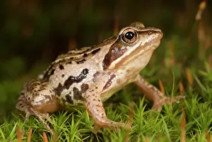 Limburg: Moor Frog