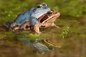Copula: Moor Frog