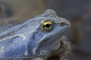 Rana: Moor Frog - blue coloured male - Germany