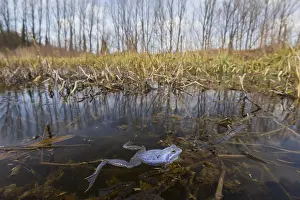 Arvalis: Moor Frog - blue coloured male in shallow water - Germany