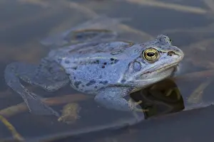 Arvalis: Moor Frog - blue coloured male in shallow water - Germany