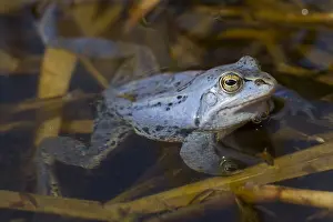 Arvalis: Moor Frog - blue coloured male in shallow water - Germany