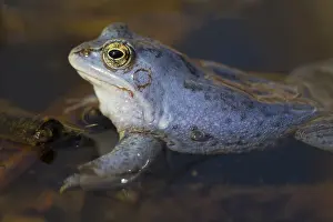 Arvalis: Moor Frog - blue coloured male in shallow water - Germany