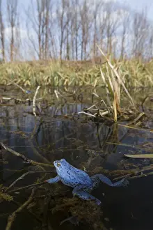 Rana: Moor Frog - blue coloured male in shallow water - Germany