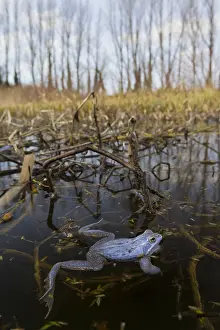 Rana: Moor Frog - blue coloured male in shallow water - Germany