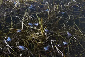 Arvalis: Moor Frog - blue coloured males in shallow water - Germany