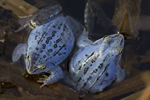 Arvalis: Moor Frog - blue coloured males in shallow water - Germany