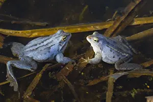 Arvalis: Moor Frog - blue coloured males in shallow water - Germany