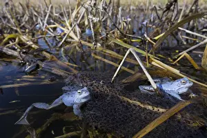 Arvalis: Moor Frog - blue coloured males in shallow water - Germany