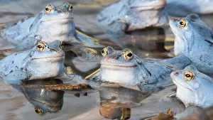 Oldenburger: Moor frog, Goldenstedt, Lower Saxony
