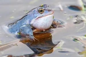 Oldenburger: Moor frog, Goldenstedt, Lower Saxony