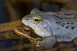 Arvalis: Moor Frog - pair in shallow water - Germany