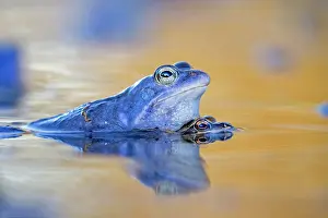 Rana: Moor frog (Rana arvalis), blue male, pair mating