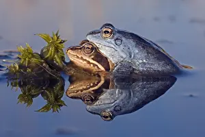 Rana: Moor Frog (Rana arvalis) couple in amplexus, Th