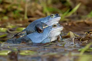 Dress: Moor frog (Rana arvalis) male in blue wedding dress