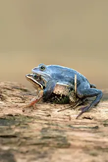 Deadwood: Moor frog (Rana arvalis), pair on dead wood, male