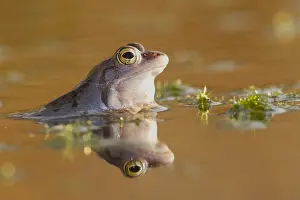 Overijssel: Moor Frog (Rana arvalis) reflection in the wate