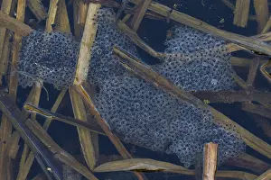 Lifecycles: Moor Frog - spawn shallow water - Germany
