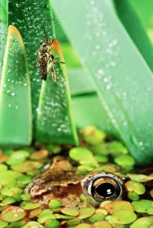Arvalis: Moor FROG - watching beetle (Donacia sp)