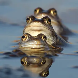 Overijssel: Three Moor frogs (Rana arvalis) in a row, the N