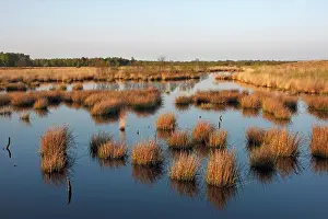 Rush: Moor Grass