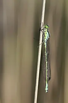 Bluet: Moor Grass