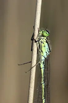 Bluet: Moor Grass