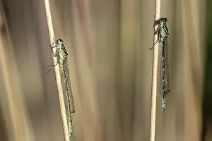 Bluet: Moor Grass
