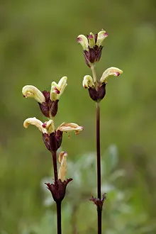 Lousewort: Moor-king. A northern lousewort