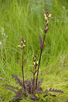 Lousewort: Moor-king - A northern lousewort